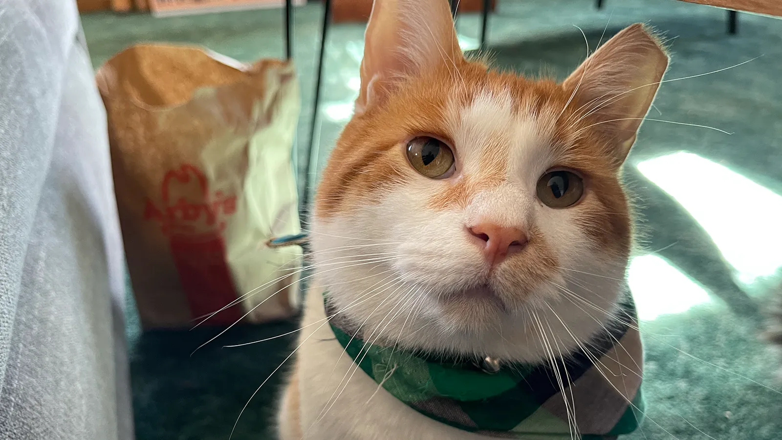 An orange and white cat in a green bandana, looking up at the camera