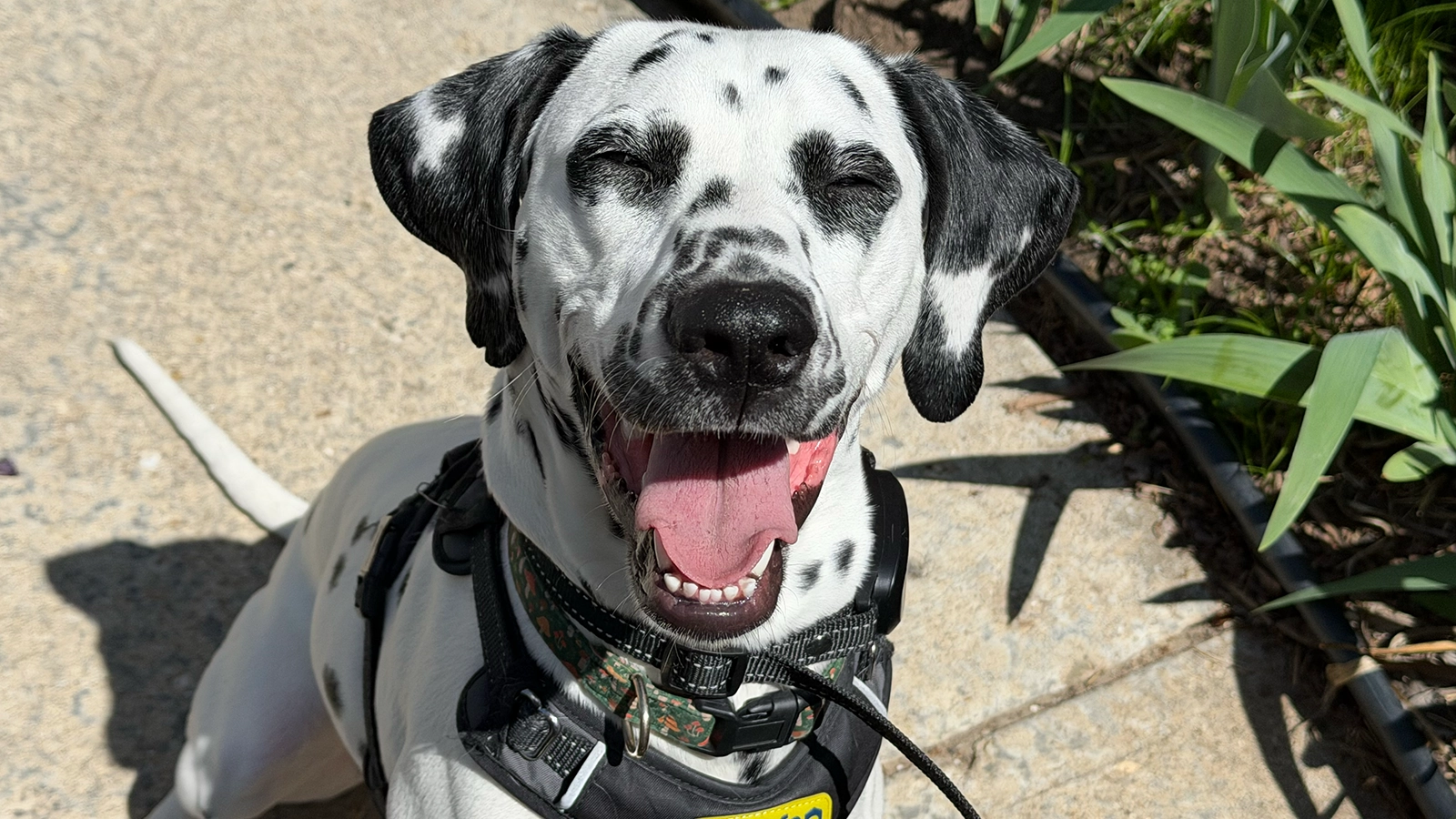 A grinning dalmatian in a harness on a sunlit path